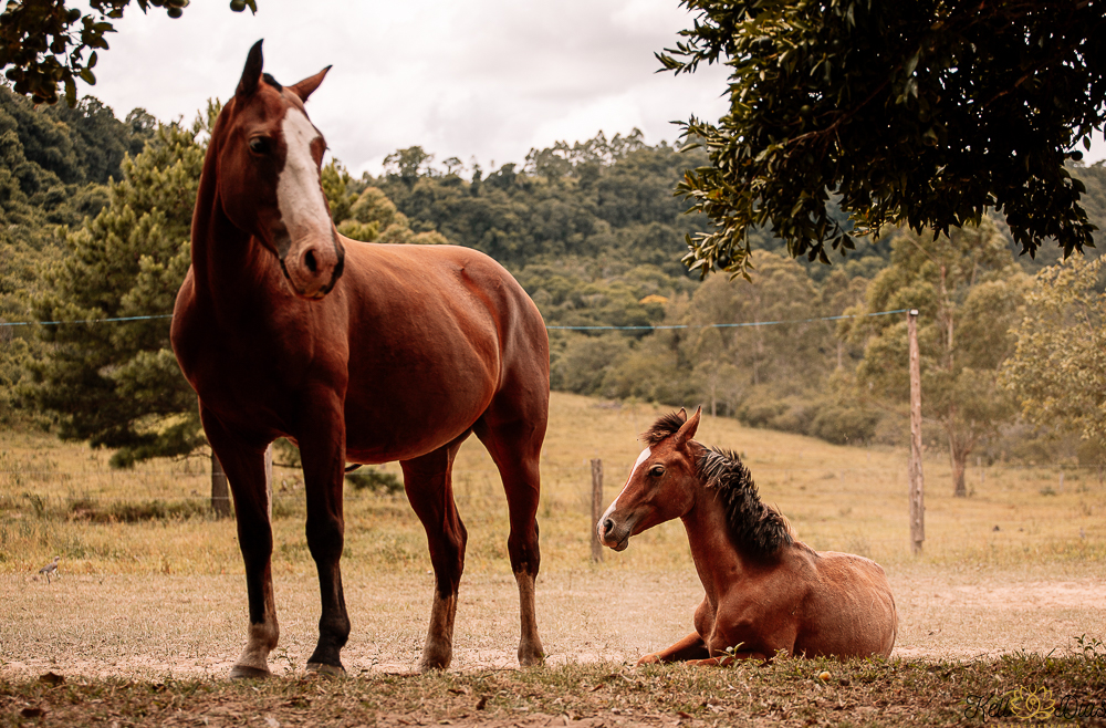 kelldiasrtratoterapia (65)